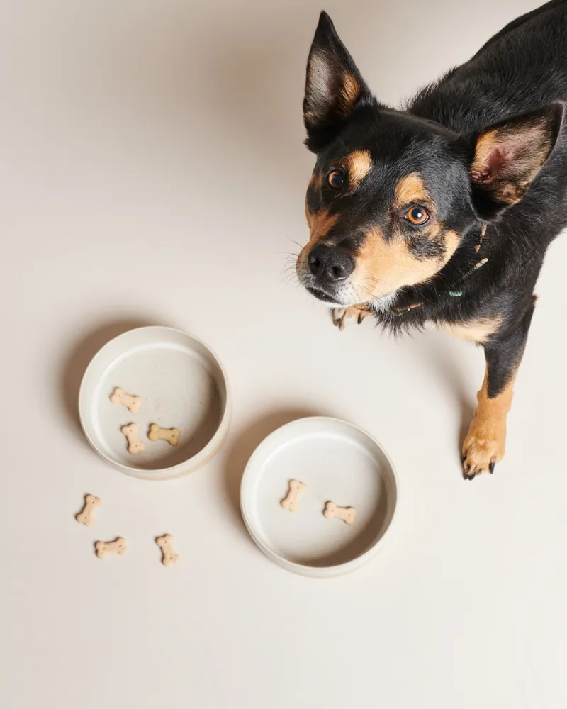 Bo Ceramic Dog Bowl