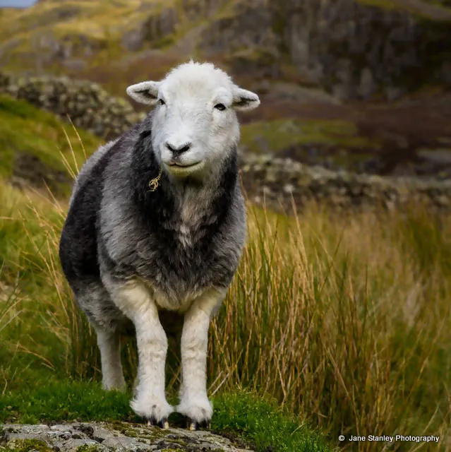 Herdwick Sheep Cushion